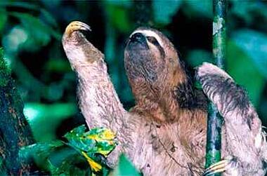 Dreifingerfaultier bei Tierbeobachtungen im Manu Wildlife Perú, Amazonas von Peru