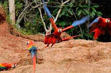 Rote Aras in einer Salzlecke bei Tierbeobachtungen im Manu Wildlife Perú, Amazonas von Peru