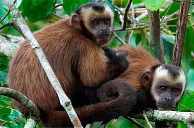 Verantwortungsvolle und nachhaltige Dschungelexpeditionen im Manu Wildlife Perú, Amazoans von Peru