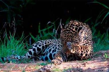 Jaguar bei einer Tierbeobachtung im Heath River Wildlife Center, Puerto Maldonado, Amazonas von Peru